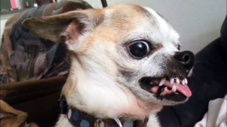 angry chihuahua
