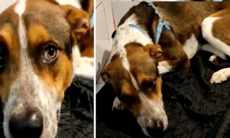 Dog Waited By The Car For 6 Days At The Scene Of The Accident | LOLitopia