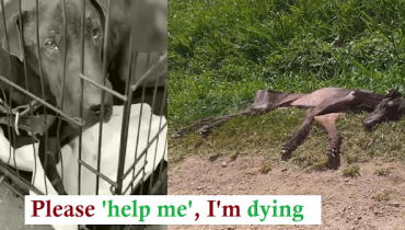 I found him in a cemetery, emaciated, exhausted, dehydrated and barely breathing | Animals