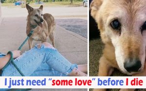 Woman insists on adopting 19-year-old dog who spent 14 years in shelter