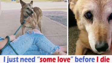 19yearold adopting Animals Dog insists shelter spent Woman years 