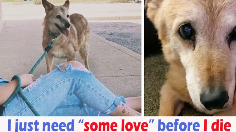 19yearold adopting Animals Dog insists shelter spent Woman years 