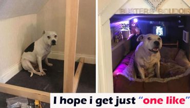 Man Builds His Rescue Dog With Trust Issues A Mini House In The Living Room To Let Him Have Some ‘Alone Time’