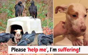 A Female Dog Is Discovered Abandoned In The Woods Surrounded By Vultures