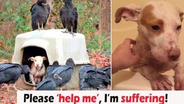 Abandoned Animals Discovered Dog Female Surrounded Vultures Woods 