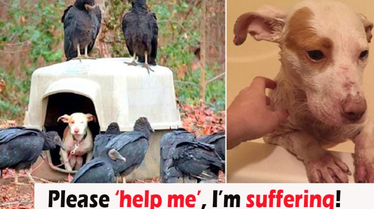 Abandoned Animals Discovered Dog Female Surrounded Vultures Woods 