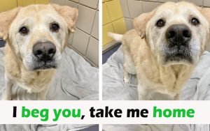 Senior Dog With ‘Teddy Bear Face’ Doesn’t Know Why He’s Been Returned To Shelter 7 Times