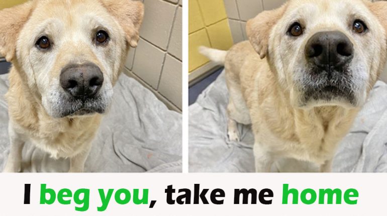 Animals Bear Doesnt Dog Face Hes Returned Senior shelter Teddy Times 