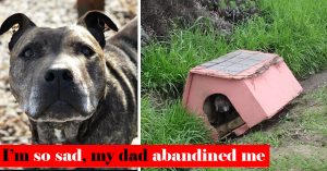 Dog Left On The Side Of The Road In A Doghouse Patiently Awaited Assistance