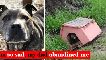 Dog Left On The Side Of The Road In A Doghouse Patiently Awaited Assistance