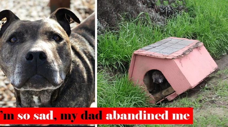 Animals Assistance Awaited Dog Doghouse Left Patiently Road Side 