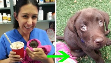 Vet Saves Chocolate Lab Puppy No Bigger Than Chocolate Milkshake From Euthanasia And Then Adopts It
