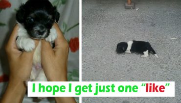 Newborn puppy Was Dumped on The Street, Crying