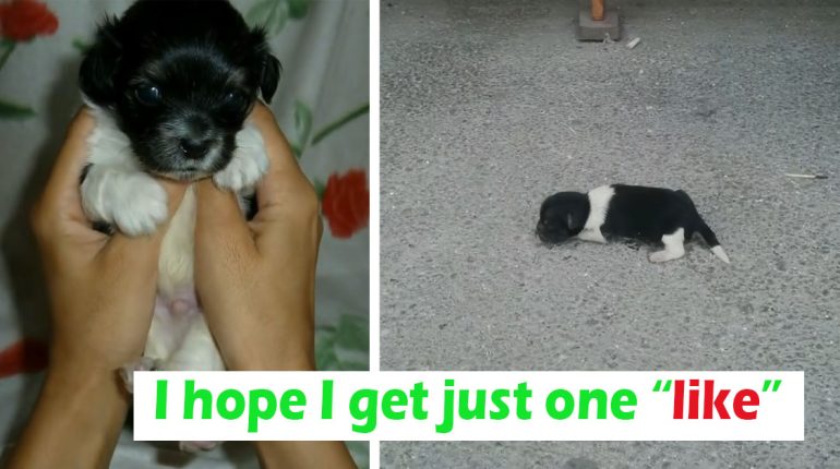 Animals Crying Dumped Finds Humans Newborn Puppy street Trust 