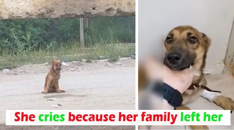 After the surgery, she was left on that road in sadness and tears Animals Left Road sadness surgery tears