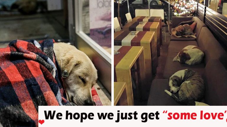 Animals Coffee Customers Dogs Leave Lets Night Shop sleep stray 
