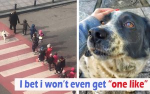Every day, stray dog acts as a crossing guard and protects children crossing the street