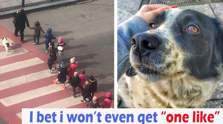 acts Animals crossing day Dog guard protects stray street students young 