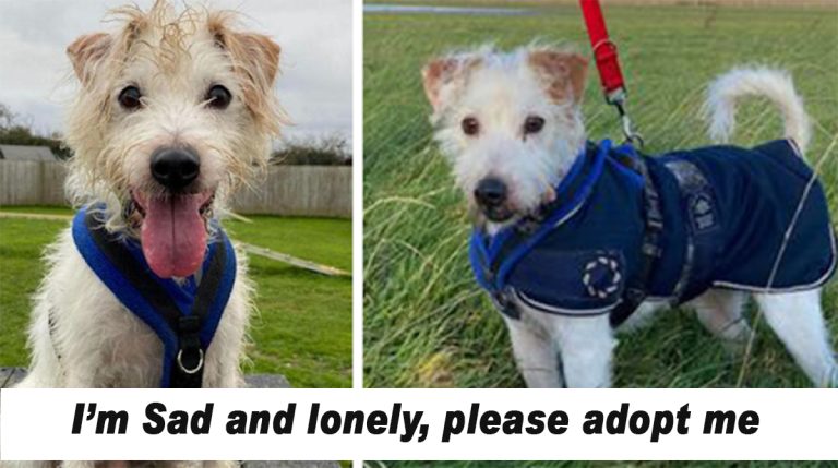 adopt dog