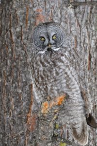 Nature’s Hidden Wonders: Photographer Captures Owl’s Incredible Camouflage in Tree