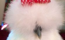 These Super Cute Fluffy Chickens Will Help You Have A Lucky Day - Special 68