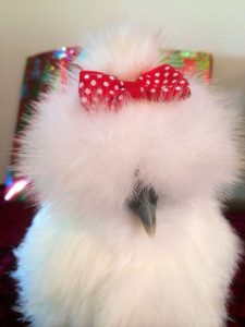 These Super Cute Fluffy Chickens Will Help You Have A Lucky Day