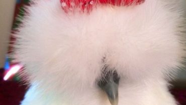 These Super Cute Fluffy Chickens Will Help You Have A Lucky Day - Special 68