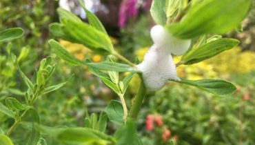 Do not touch warning as ‘harmful’ froth appears on plants in UK gardens this month