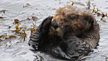 A sea otter terrorizes surfers and steals their boards