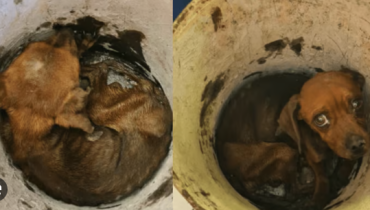 Bucket’s sad story: a dog abandoned in a boiler