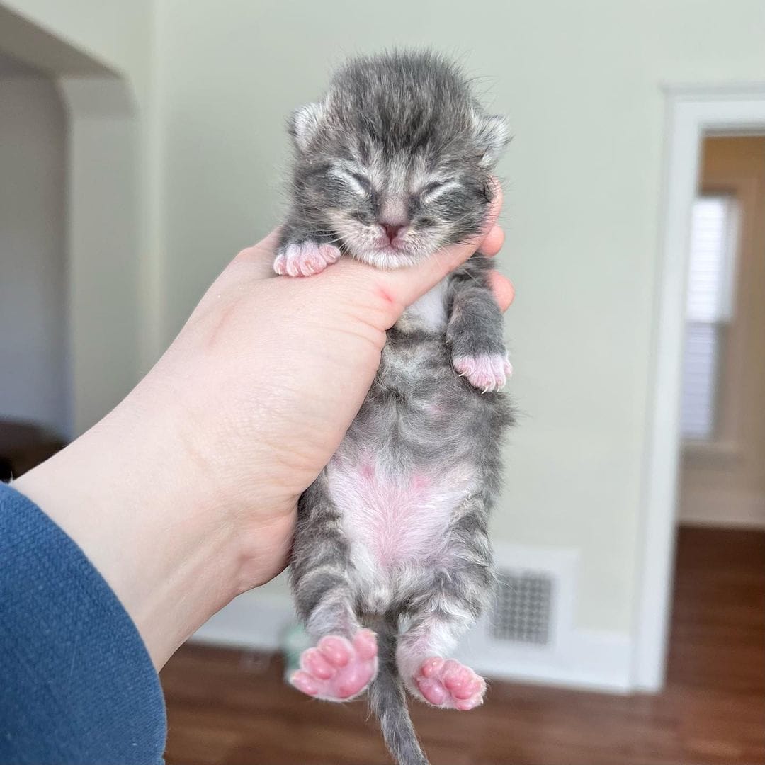 kitten