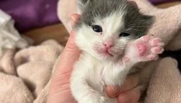 Meet The New Kitten Babies They arrived under devastating circumstances