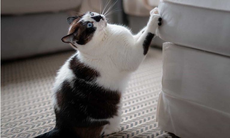 black-and-white-cat-scratches-his-nails-on-a-sofa-picture-id1280290840