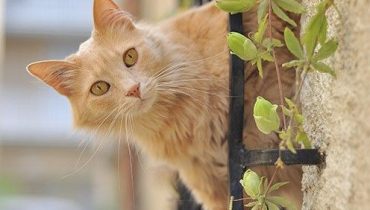 Does a cat suffer from psychiatric illness?
