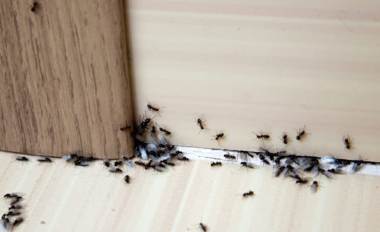get-rid-of-ants