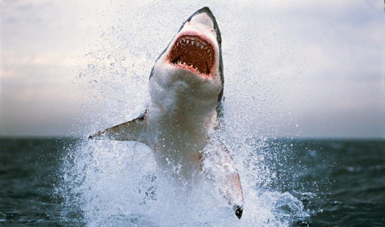greatwhiteshark7