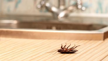 How To Get Rid Of Cockroaches In Your Home: 8 Effective Ways