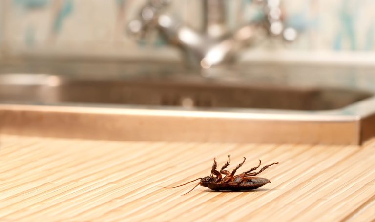 how_to_cockroach_kitchen_cabinet-e1681137864892.jpg.optimal
