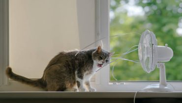 Signs of Heatstroke in Cats & How to Prevent It