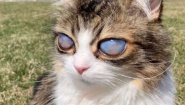 A blind cat with huge eyes wins a forever home and online fame