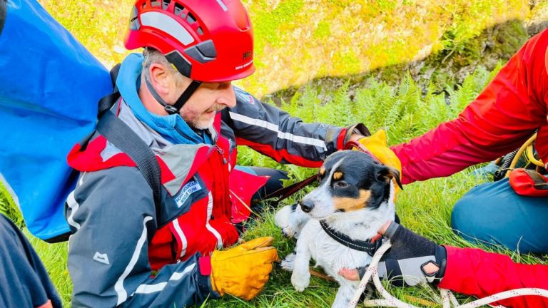 le-devouement-des-secouristes-pour-sauver-un-chien-qui-a-fait-une-chute-vertigineuse-de-60-metres-depuis-le-haut-d-une-cascade