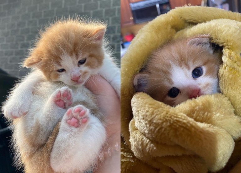 une-femme-fait-une-decouverte-en-retournant-sur-le-lieu-ou-elle-a-sauve-un-chaton-6858acb78
