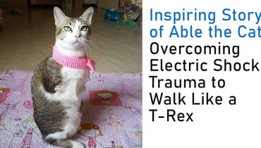 Inspiring Story of Able the Cat: Overcoming Electric Shock Trauma to Walk Like a T-Rex