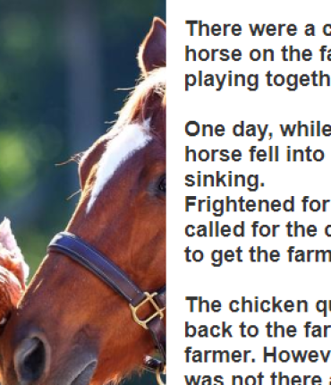 The Heartwarming bond between a Chicken and a Horse