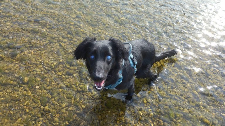 abandonne-deux-fois-avant-l-ete-ce-chien-aveugle-recherche-une-famille-aimante-qui-ne-le-trahira-jamais
