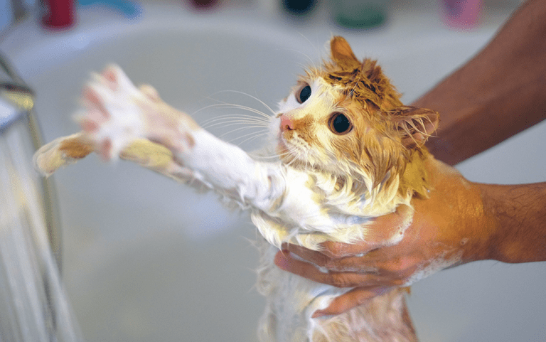bath-kitty