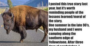 Thrilling Encounter: Brave Man Confronts Bison in National Park Under the Moonlight