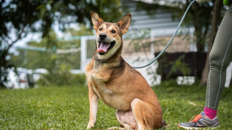 ce-chien-ampute-attend-la-famille-ideale-depuis-1000-jours-qui-lui-donnera-une-chance-de-connaitre-l-amour