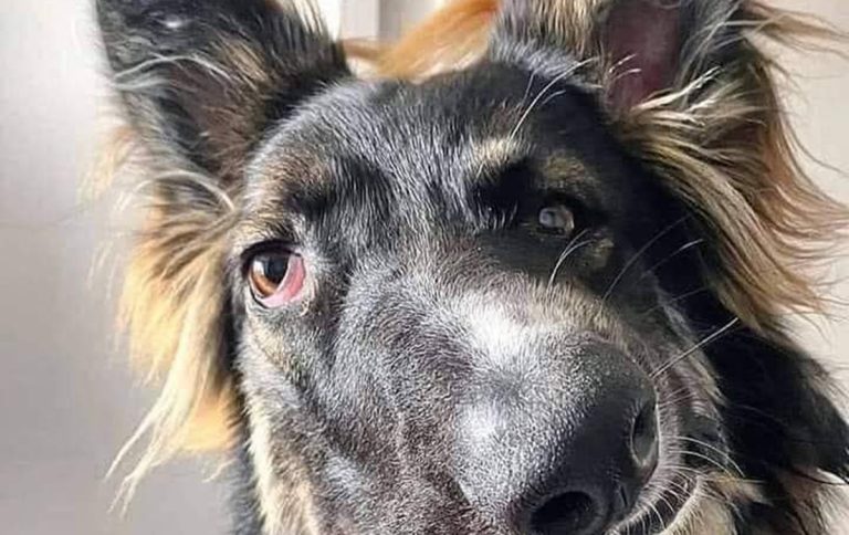 dog face