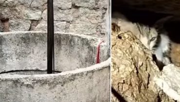 When they discover 2 desperate kittens near a well, they realize a terrible reality…